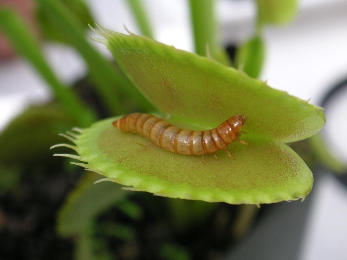 Yellow Mealworm