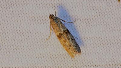 Mediterranean Flour Moth