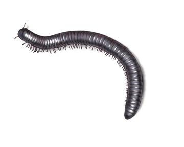 Illustration of Common North American Millipede