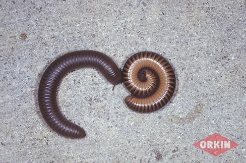 Millipede Illustration