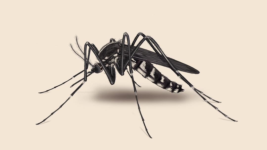 Mosquito illustration