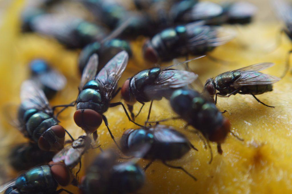 Fly Infestation In A Bread Factory