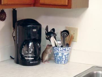 Norway Rat on Kitchen Counter