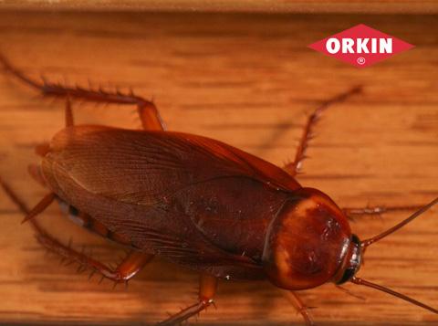 Cockroach on Wood