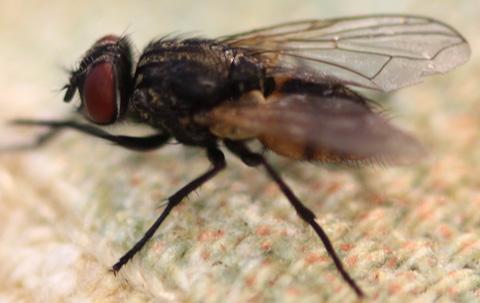 A common fly