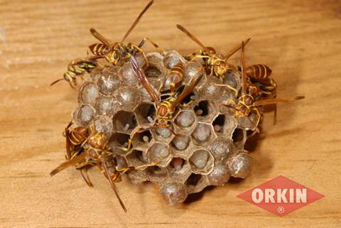 Paper Wasp Nest