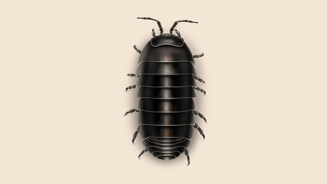 Pill bug illustration