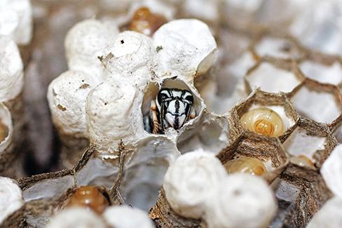 Bald Faced Hornet