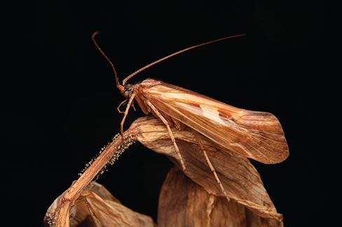 Caddisfly