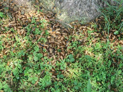 Eastern Cicada Killer Wasp