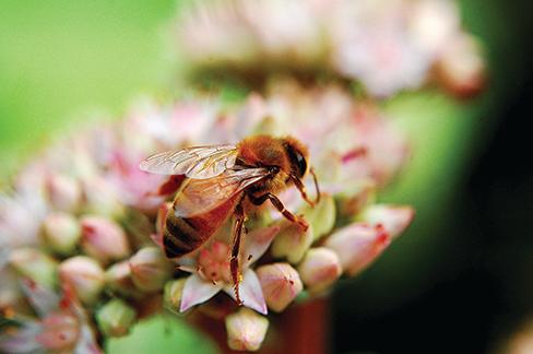 Honey Bee Closeup