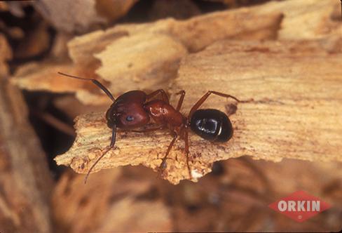 Carpenter Ant Infestation