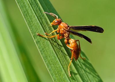 Red Wasp