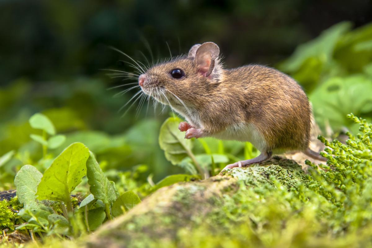 Mouse In The Backyard