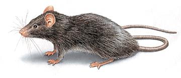 Roof Rat Illustration