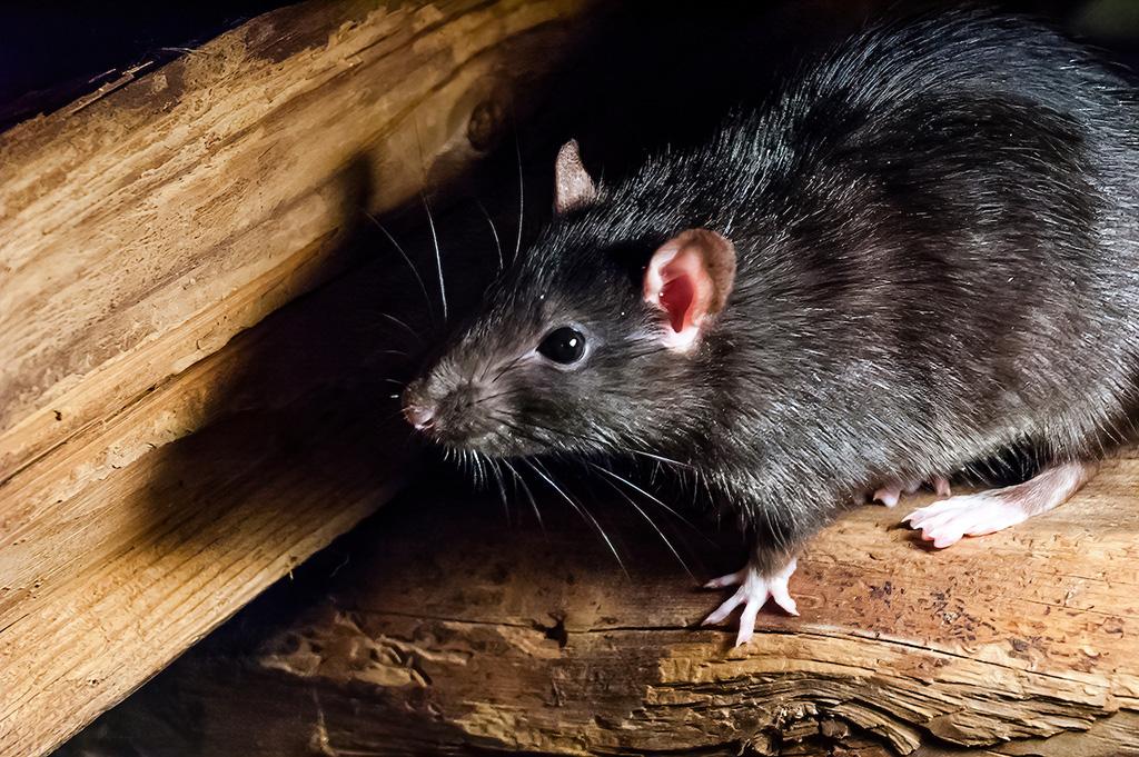 Roof Rat on Wood