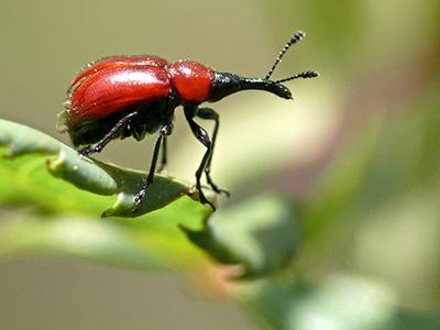 Rose Weevil