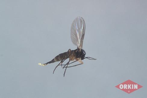 Fungus Gnats