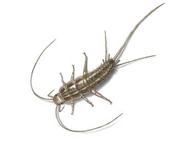 Illustration of a silverfish