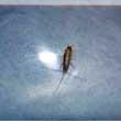 Silverfish picture