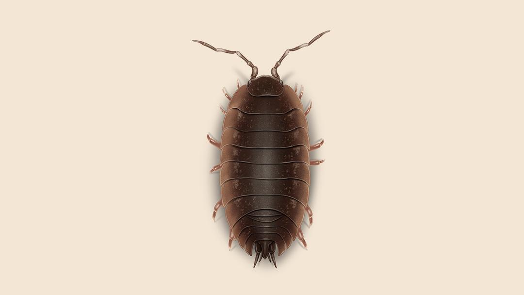 Sowbug illustration