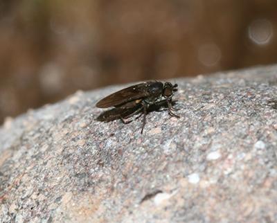 Sphaerocerid Fly