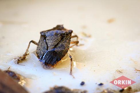 Stink Bug Crawling