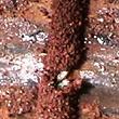 Picture of Subterranean Termite Mud Tunnel