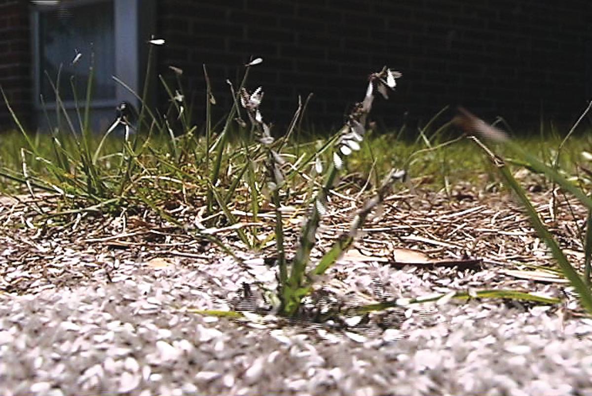 A Termite Swarm