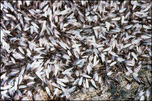 Mass of Swarmers on Wood