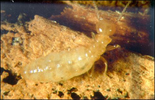 Worker Termite Closeup