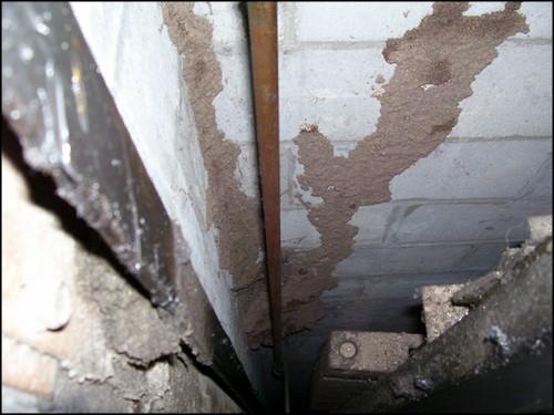 Formosan Termite Nest Under The Floor Of A Home