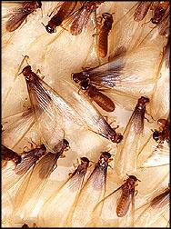 Termites Swarming