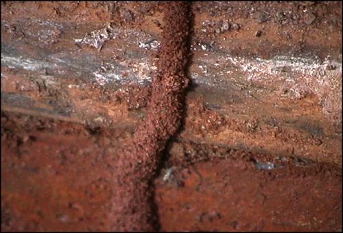 Image of Termite Tunnel on a Piece of Lumber