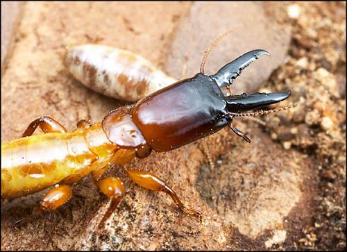 Nevada Dampwood Termite Soldier