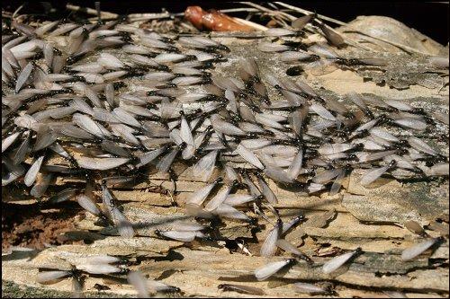 Flying Winged Termites