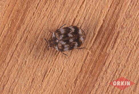 Carpet Beetle