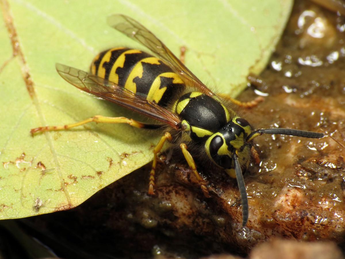 Western Yellow Jacket