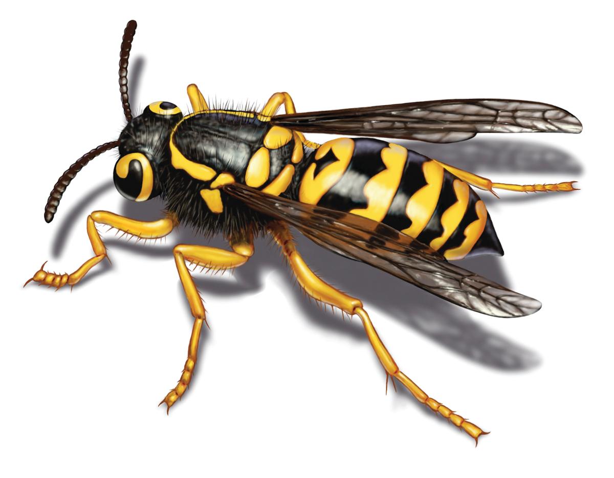 Yellow Jacket Illustration