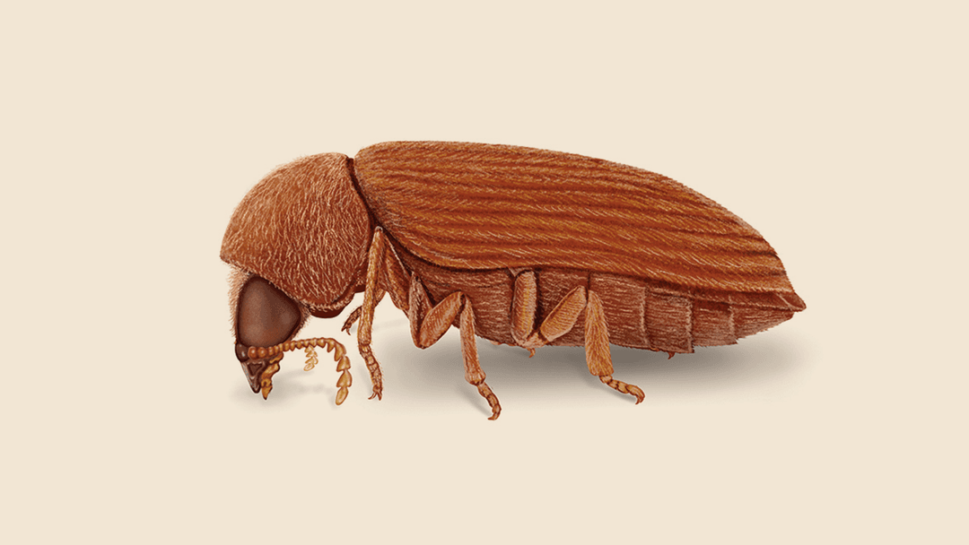 Anobiid Powderpost Beetle Illustration