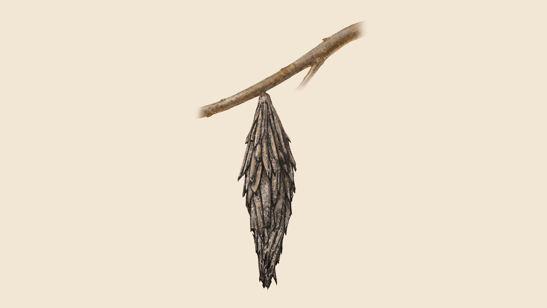 Bagworm Illustration