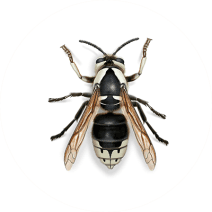 Bald-Faced Hornets