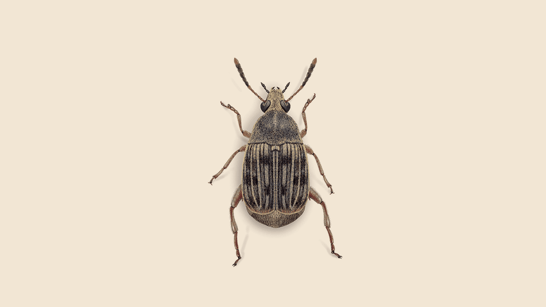 Bean weevil illustration