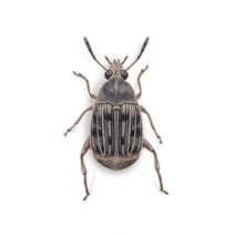 Bean Weevils