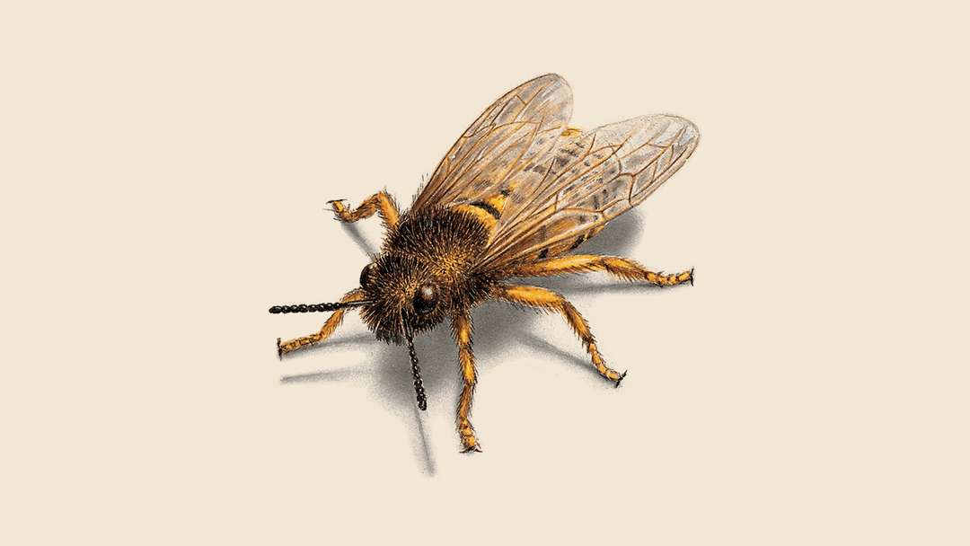 Bee illustration