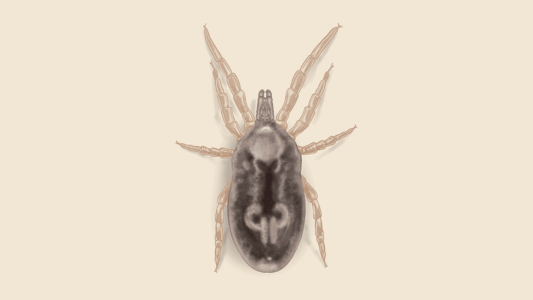 Bird Mite Illustration