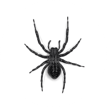 Black House Spiders