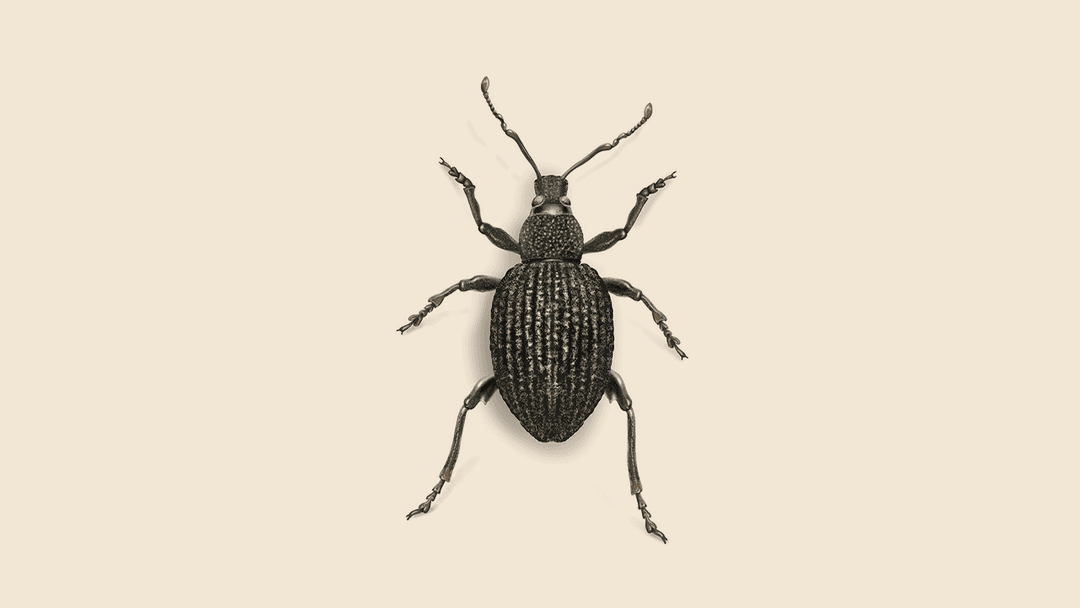 Black Vine Weevil Illustration