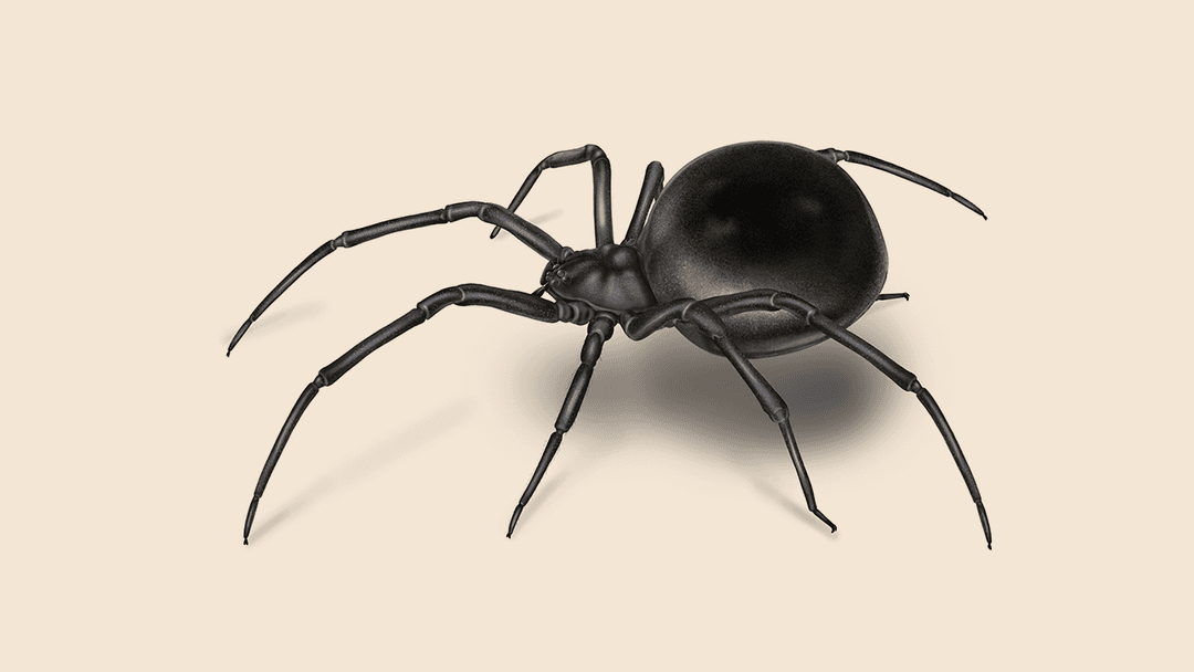 Black widow spider illustration