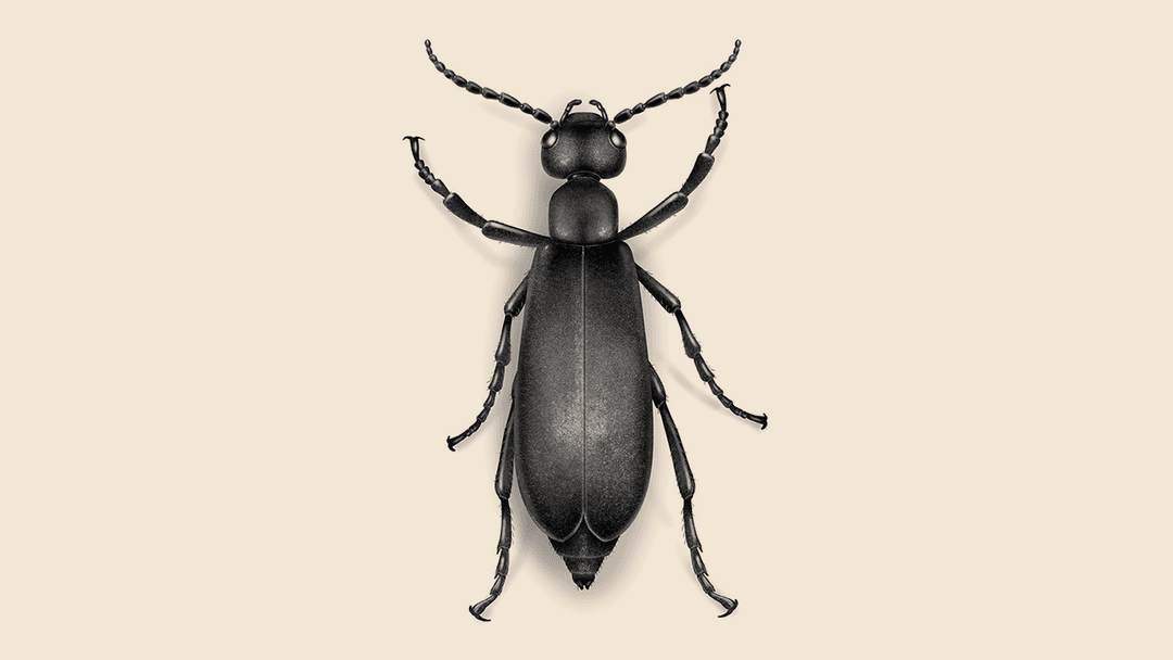 Blister Beetle Illustration